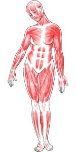 woman, body, anatomy-5786157.jpg